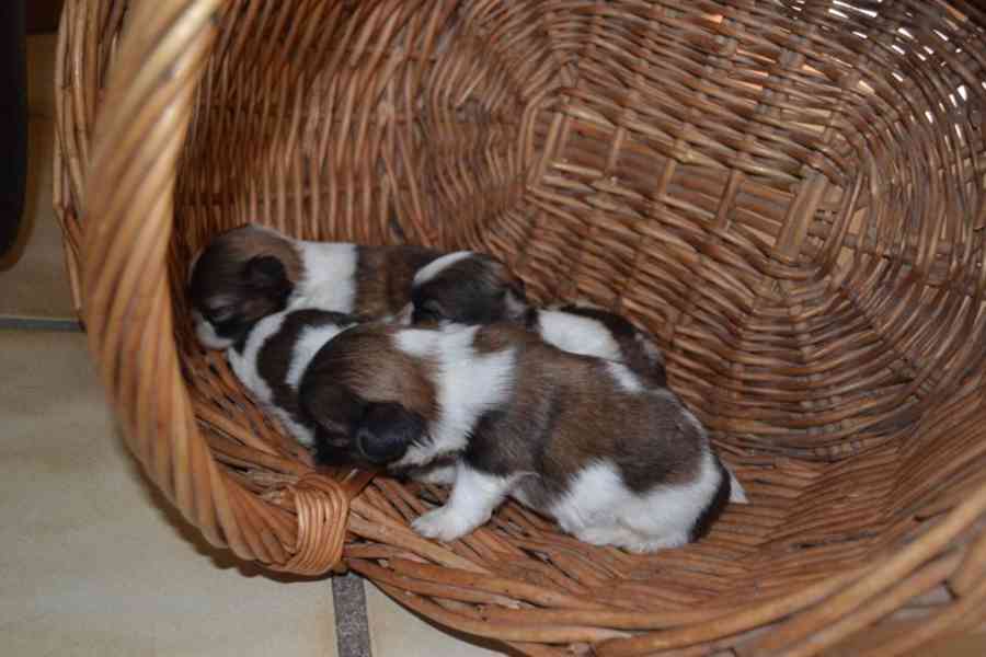 Štěňata yorkshirského teriéra připravena na nový domov!!!..