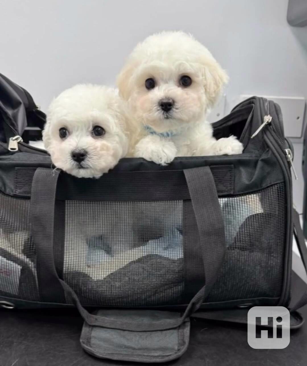 čistokrevný bišonek - foto 1