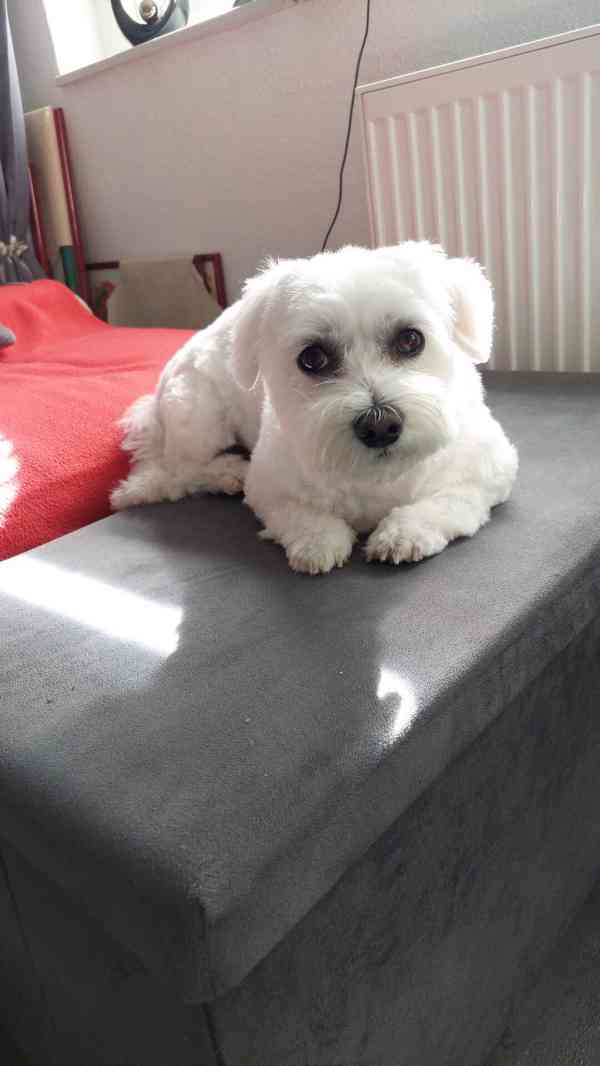 čistokrevný bišonek - foto 3