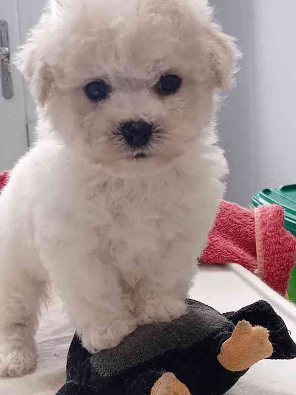 čistokrevný bišonek - foto 2