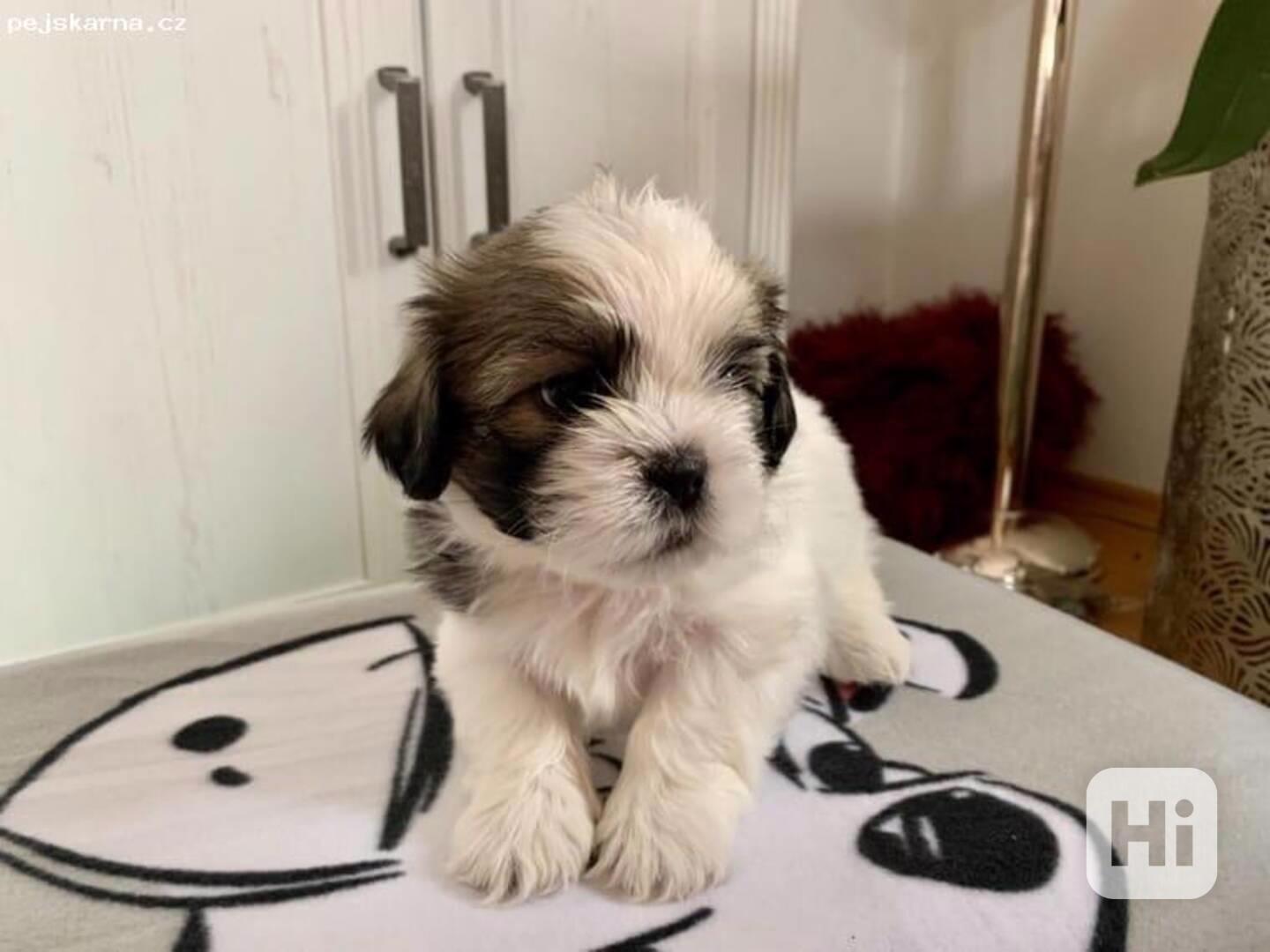Dárek štěňátka shih tzu k adopci zdarma   - foto 1