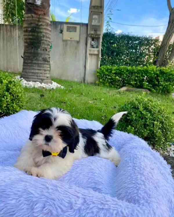 Dárek štěňátka shih tzu k adopci zdarma   - foto 2