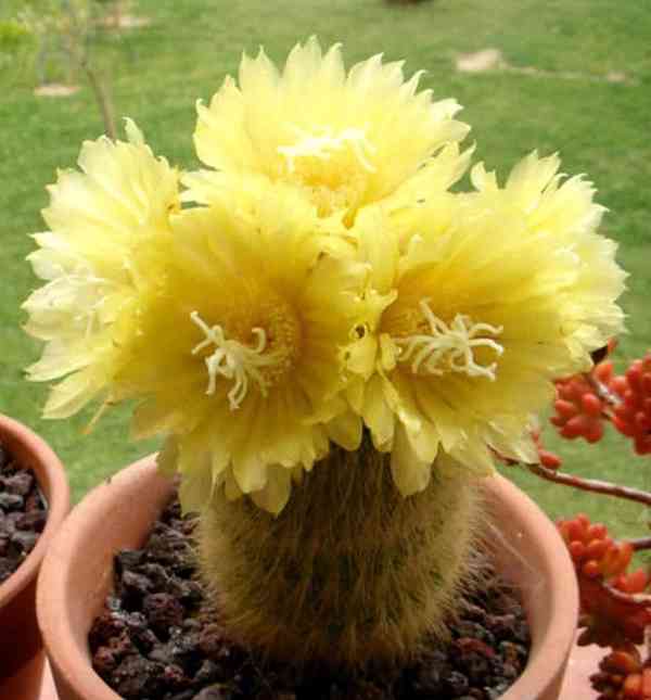 Kaktus Eriocactus leninghausii - semena - foto 1