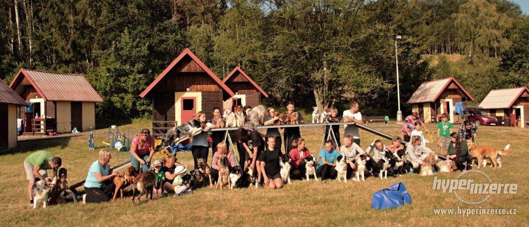 Letní tábor se  psy,  agility,  poslušností, nosework, herse - foto 2