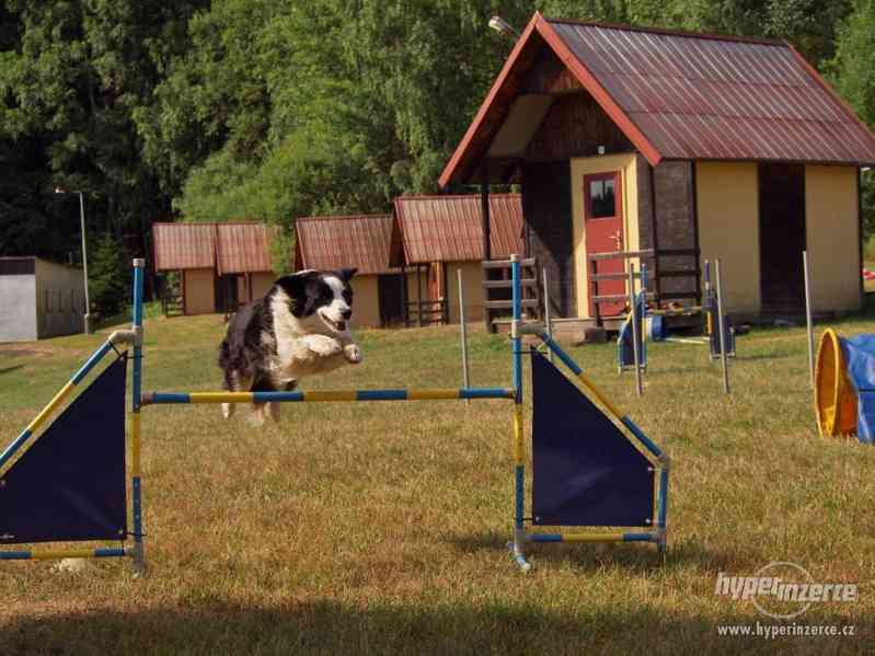 Letní tábor se  psy,  agility,  poslušností, nosework, herse - foto 4