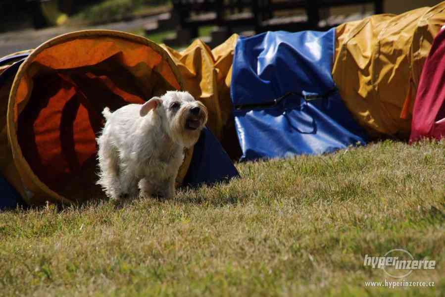Letní tábor se  psy,  agility,  poslušností, nosework, herse - foto 8