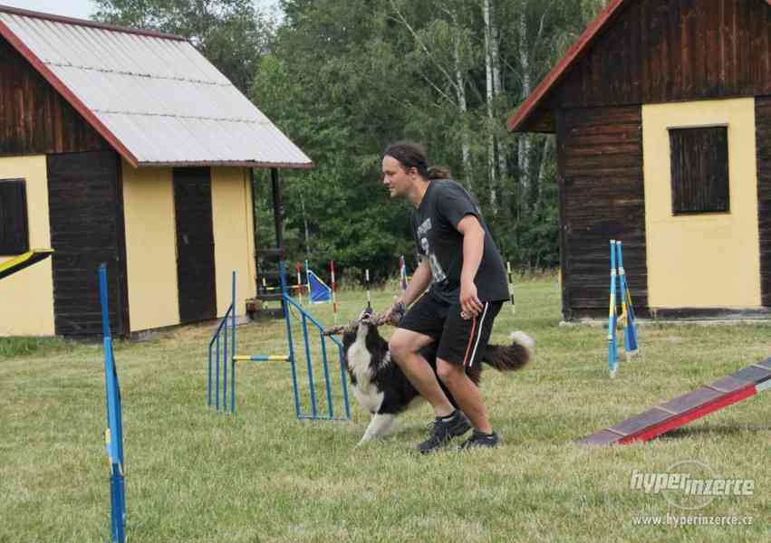 Letní tábor se  psy,  agility,  poslušností, nosework, herse - foto 10