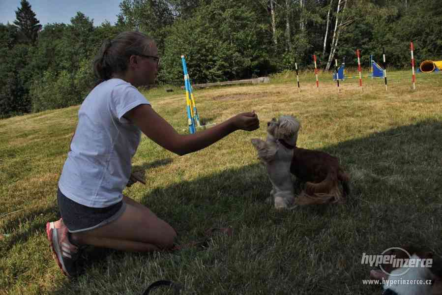 Letní tábor se  psy,  agility,  poslušností, nosework, herse - foto 12