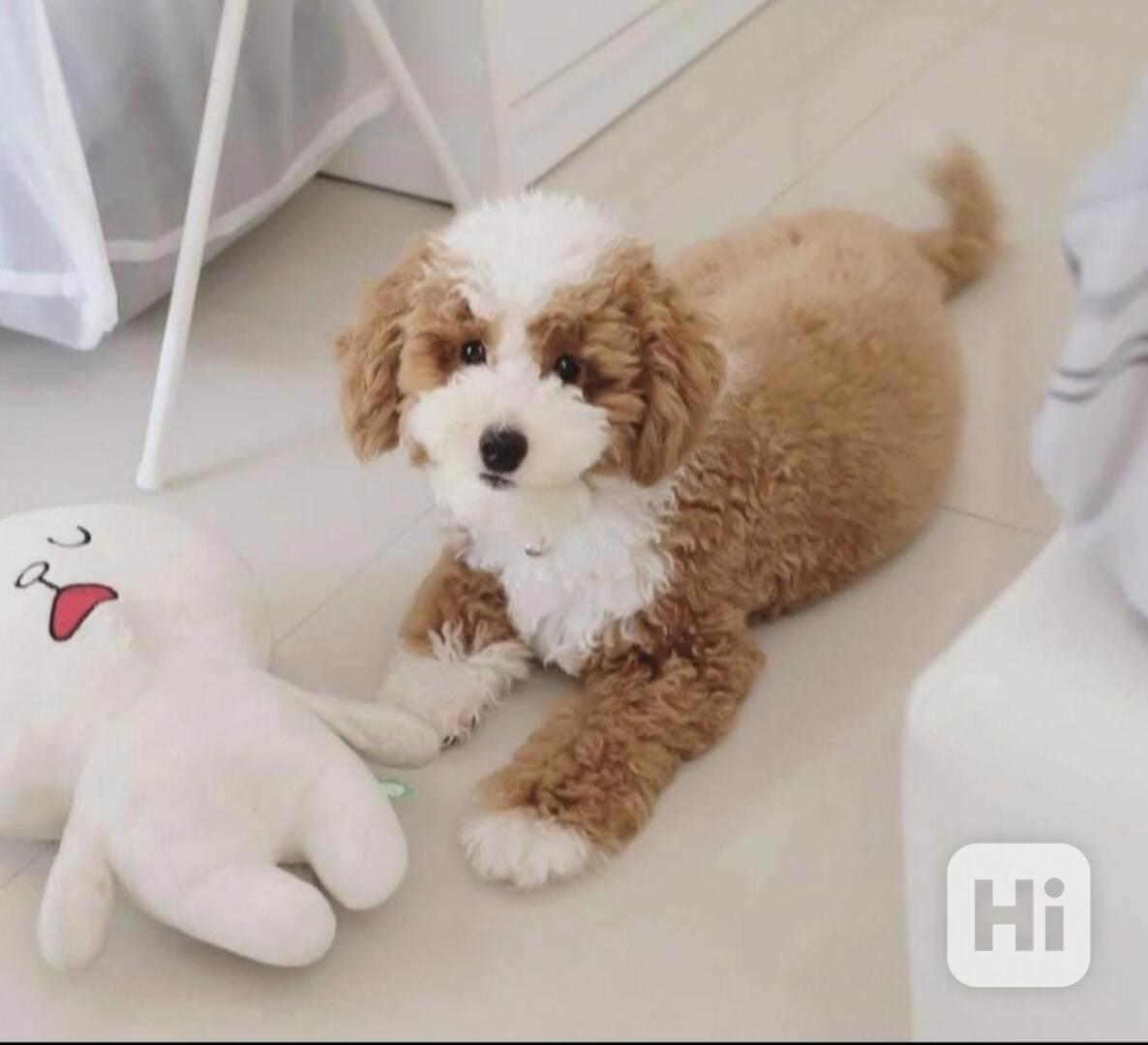 Štěňata maltipoo hledají domov. - foto 1