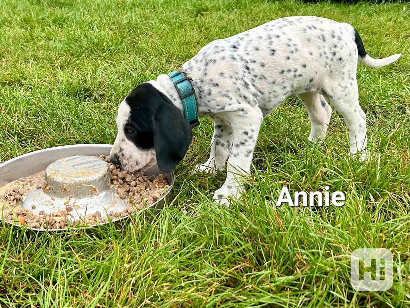 Štěňata - Auvergneský ohař  -  fenky - foto 1