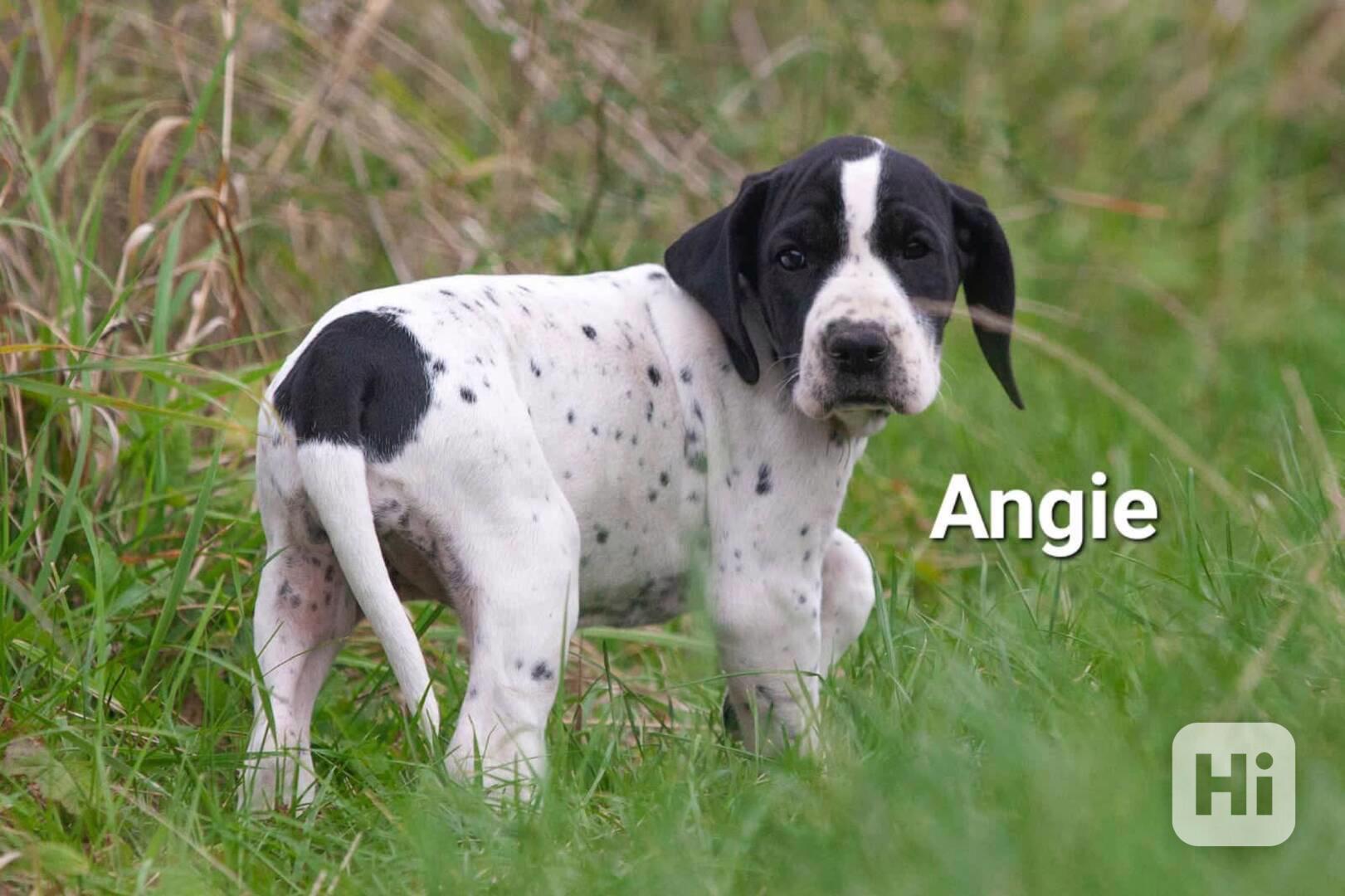 Štěňata - Auvergneský ohař  -  fenky - foto 1