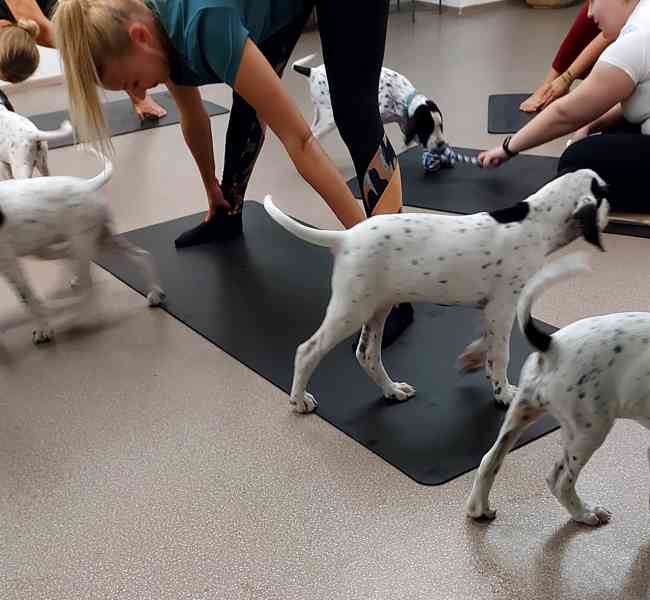 Štěňata - Auvergneský ohař  -  fenky - foto 13