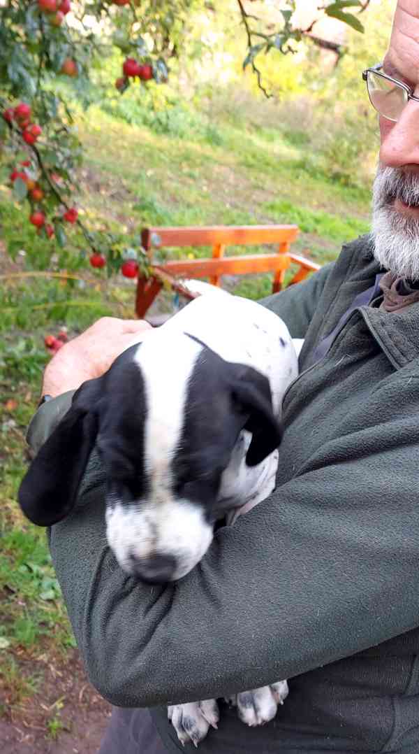 Štěňata - Auvergneský ohař  -  fenky - foto 7