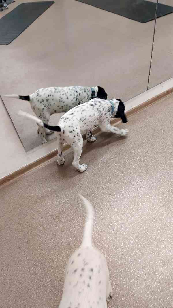 Štěňata - Auvergneský ohař  -  fenky - foto 16