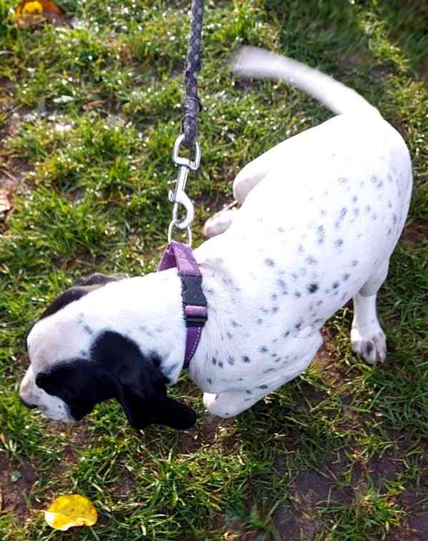 Štěňata - Auvergneský ohař  -  fenky - foto 9