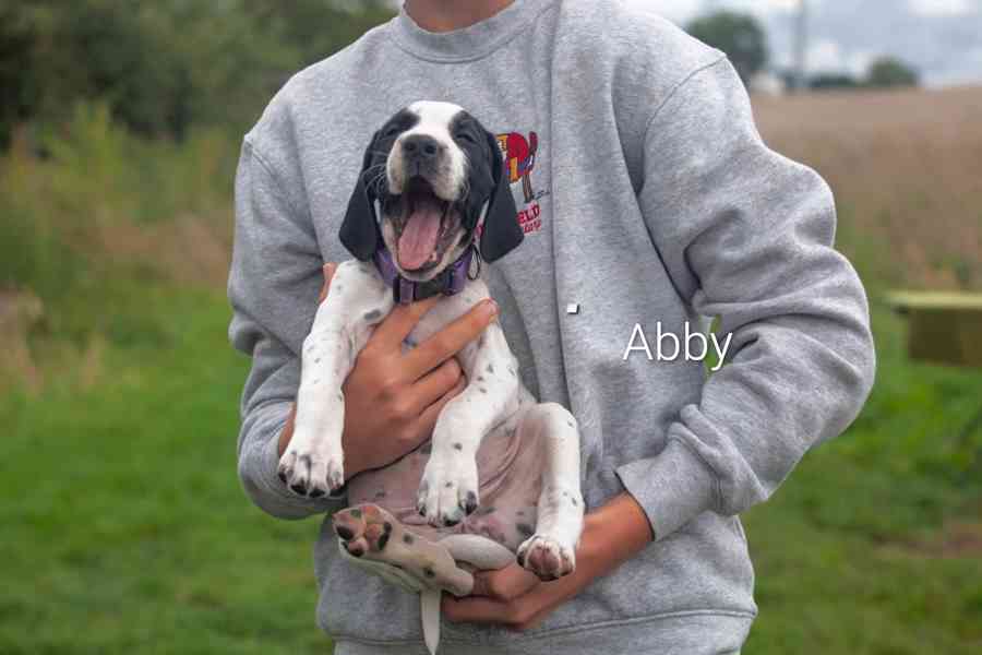 Štěňata - Auvergneský ohař  -  fenky - foto 11