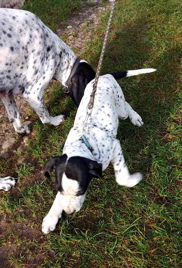 Štěňata - Auvergneský ohař  -  fenky - foto 5