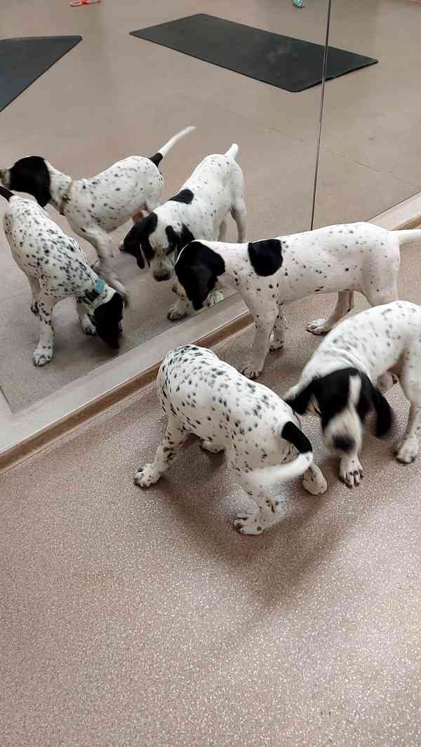 Štěňata - Auvergneský ohař  -  fenky - foto 15