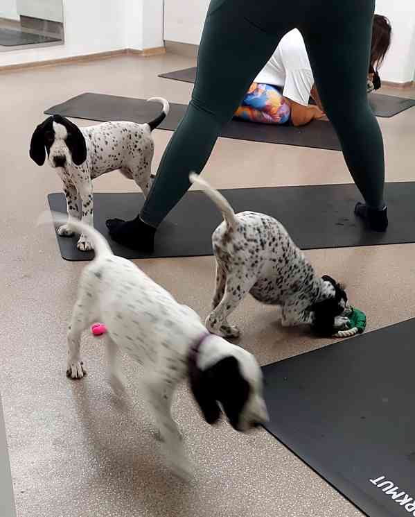 Štěňata - Auvergneský ohař  -  fenky - foto 14