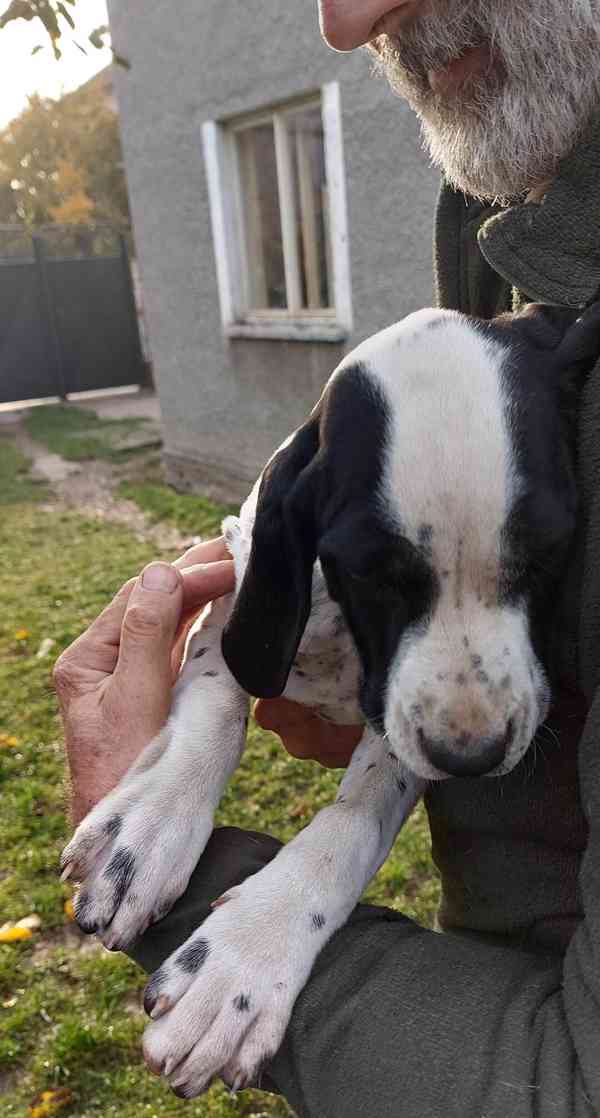 Štěňata - Auvergneský ohař  -  fenky - foto 8