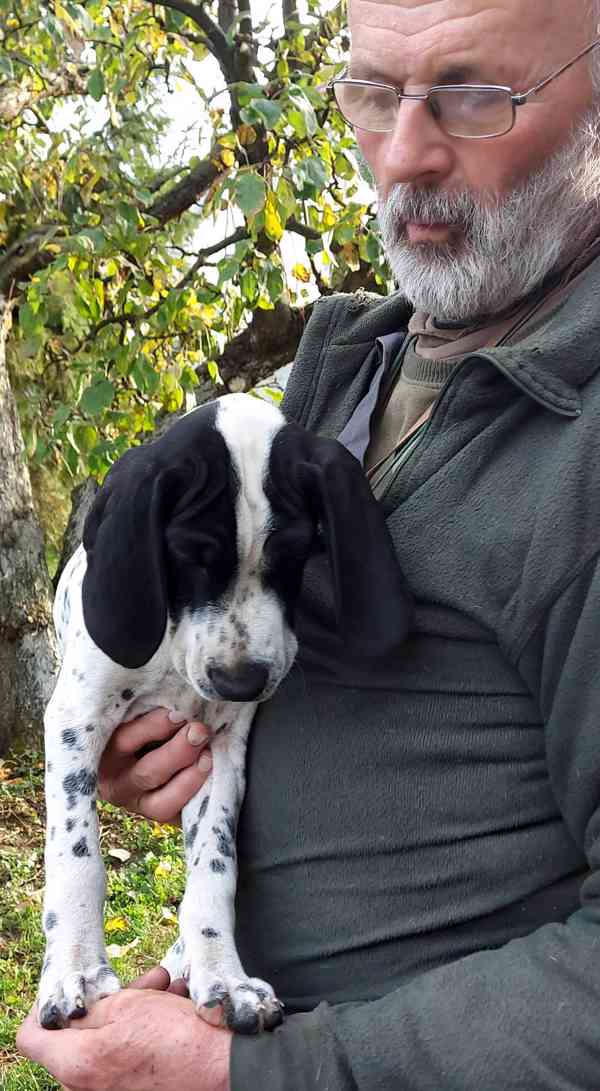 Štěňata - Auvergneský ohař  -  fenky - foto 6