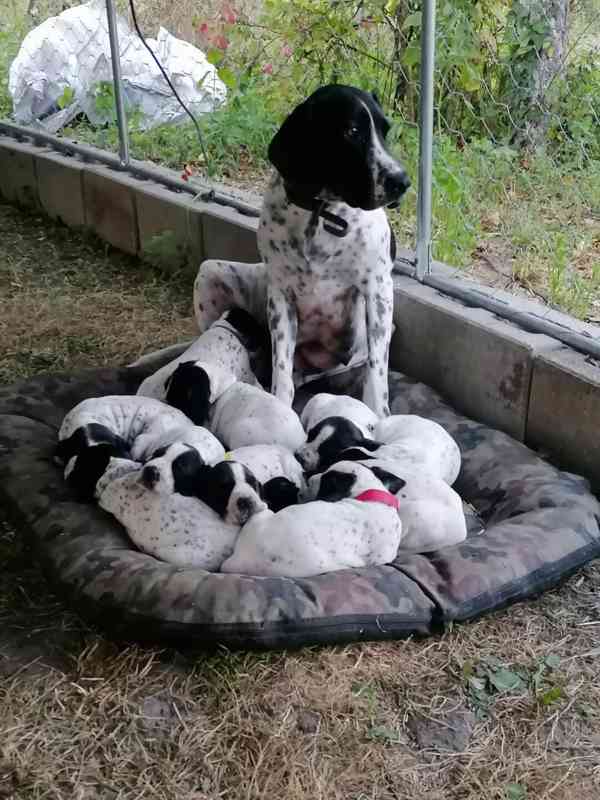 Štěňata - Auvergneský ohař  - 1 pes, fenky - foto 7