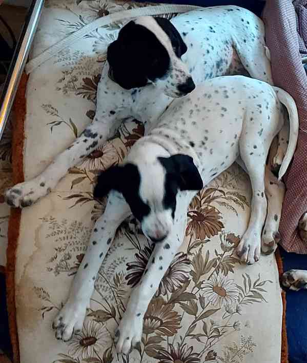 Štěňata - Auvergneský ohař  -  fenky - foto 4