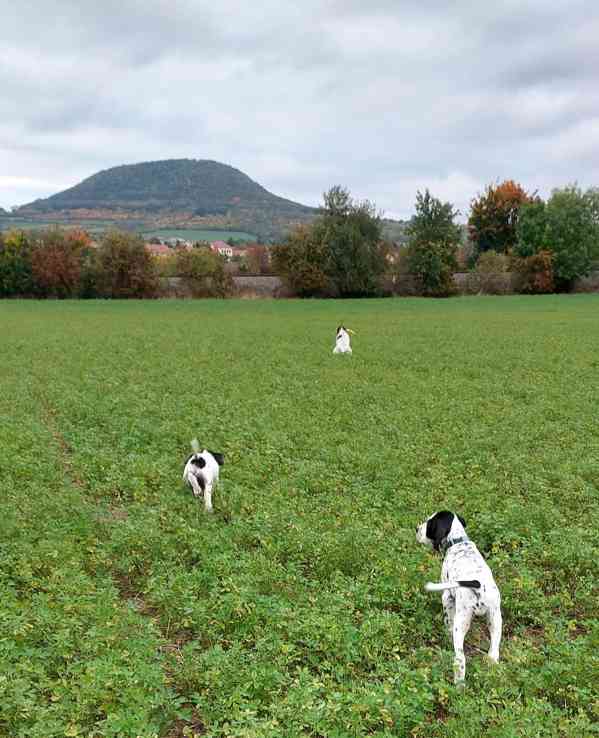 Štěňata - Auvergneský ohař  -  fenky - foto 12