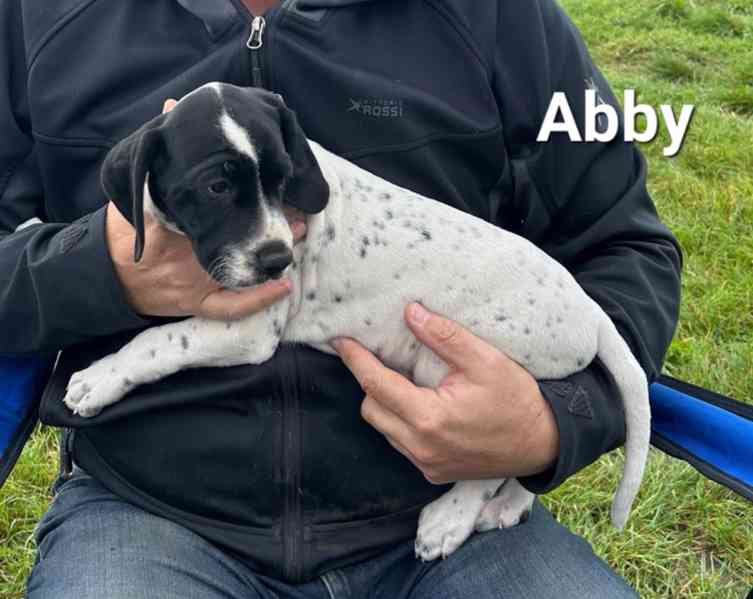 Štěňata - Auvergneský ohař  -  fenky - foto 6