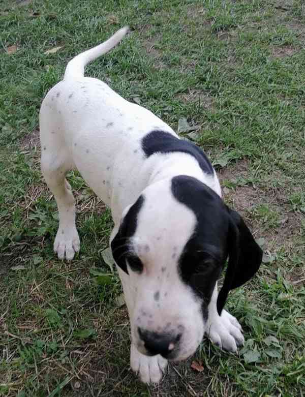 Štěňata - Auvergneský ohař  -  fenky - foto 10