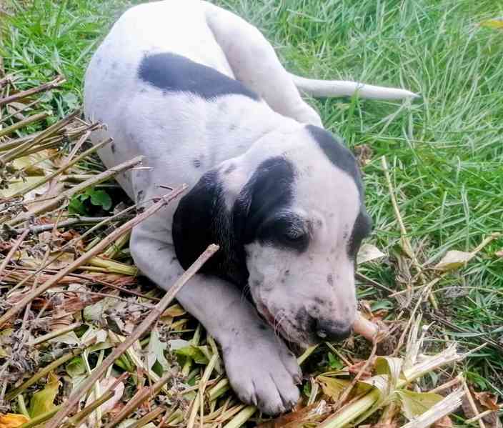 Štěňata - Auvergneský ohař  -  fenky - foto 3