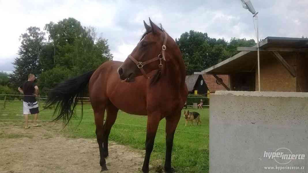 3 letá Quarter Horse Klisna - foto 5