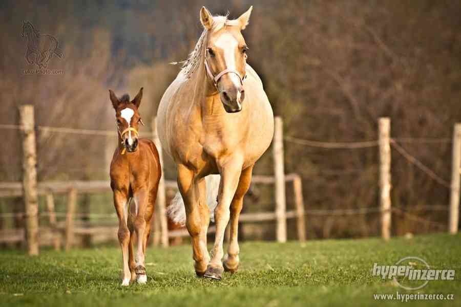 3 letá Quarter Horse Klisna - foto 7