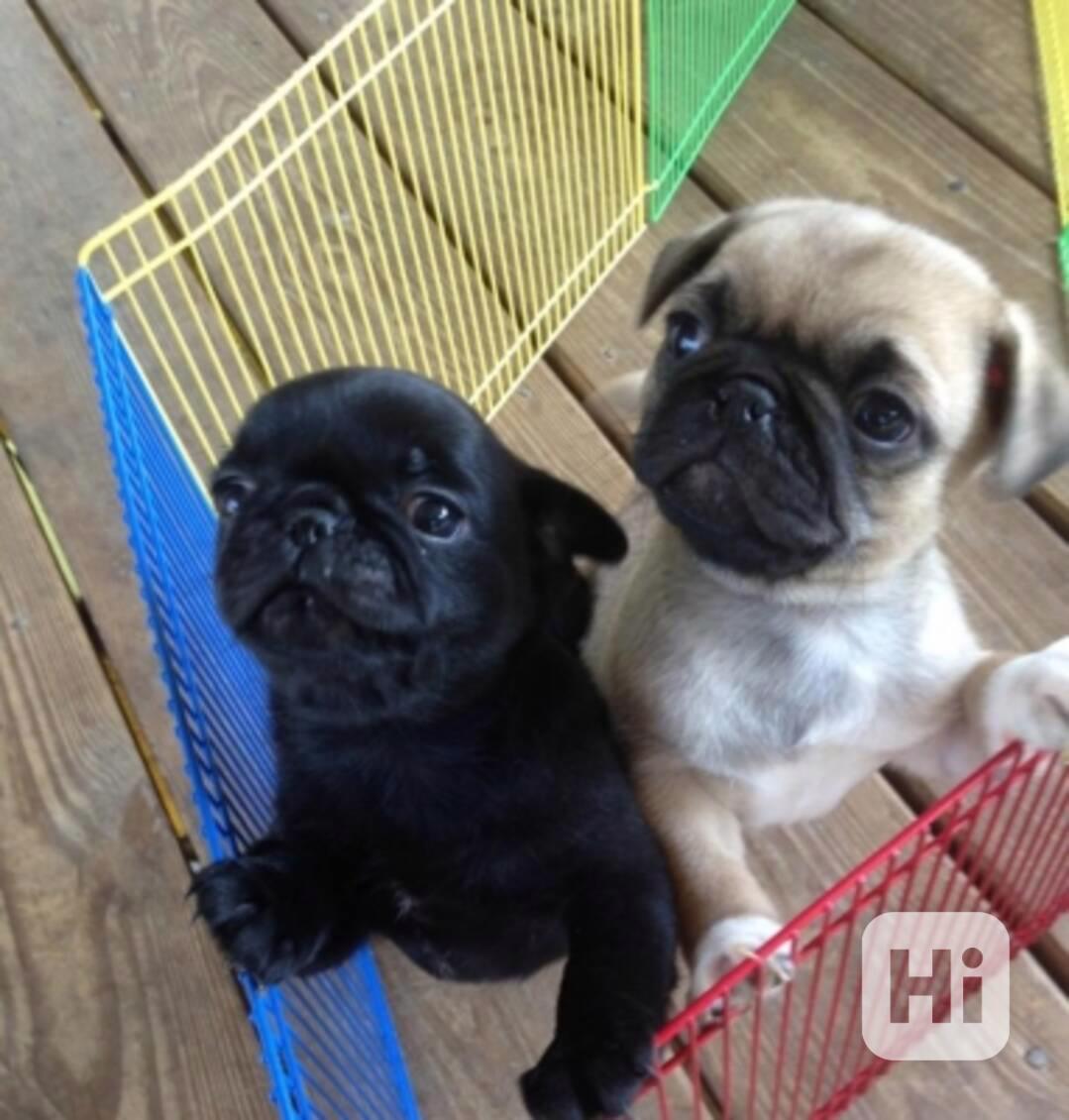 Dárek zdarma  krásná štěňata mopse k adopci  - foto 1