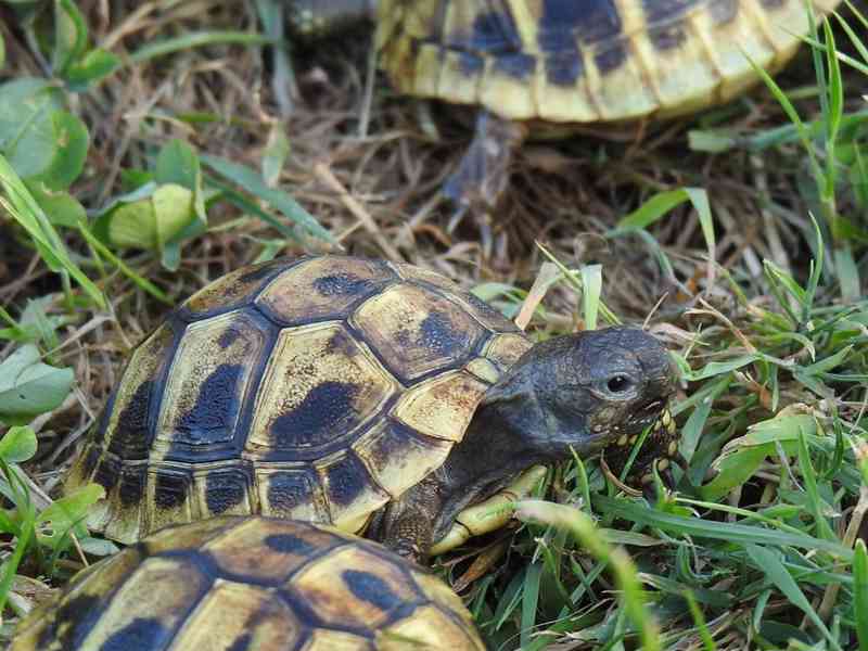 Suchozemské želvy - foto 11