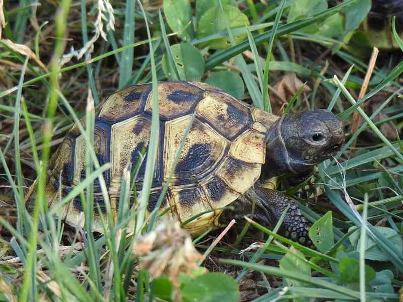 Suchozemské želvy - foto 9