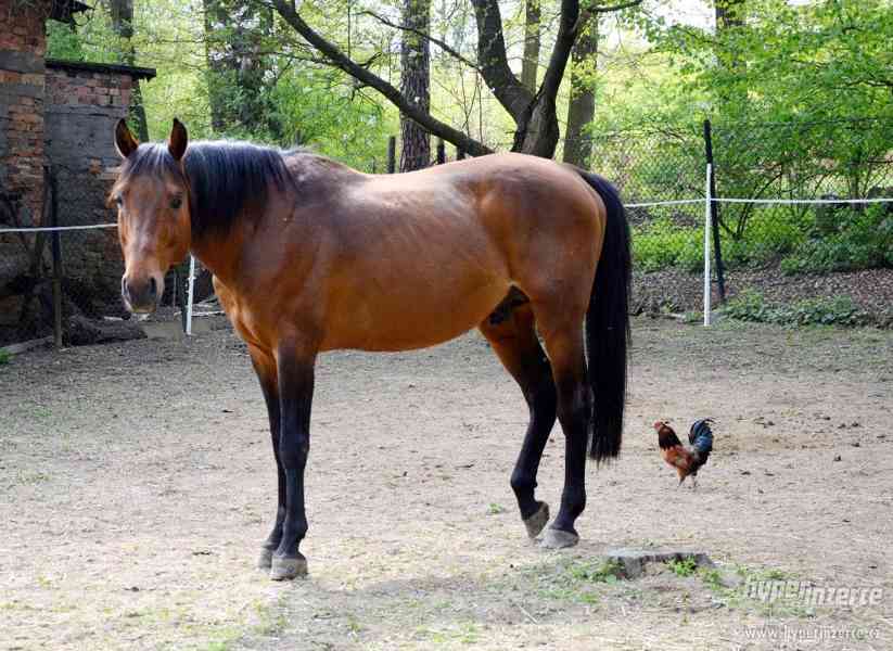 Koňský hnůj - foto 1