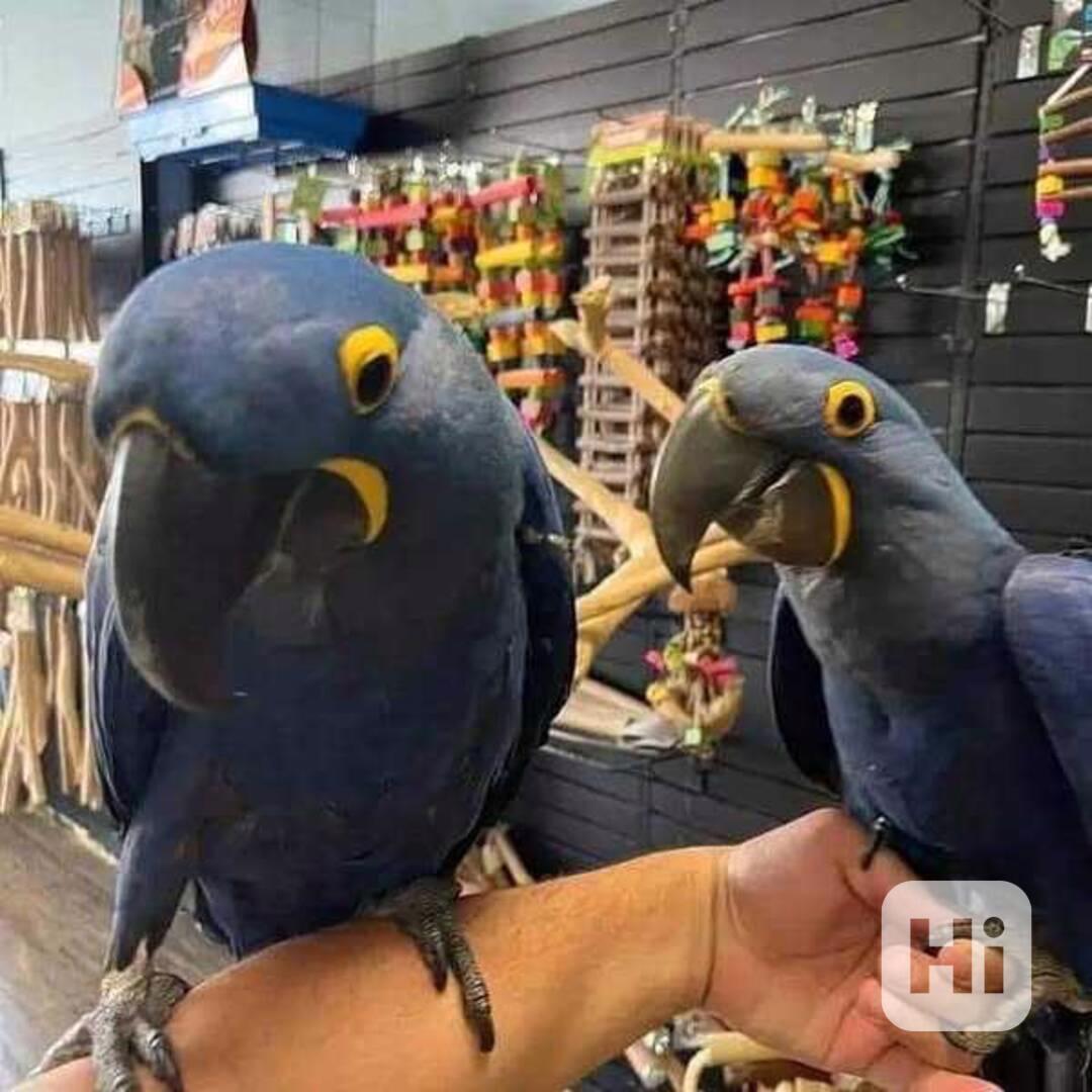 Přátelský papoušek hyacintový k adopci - foto 1