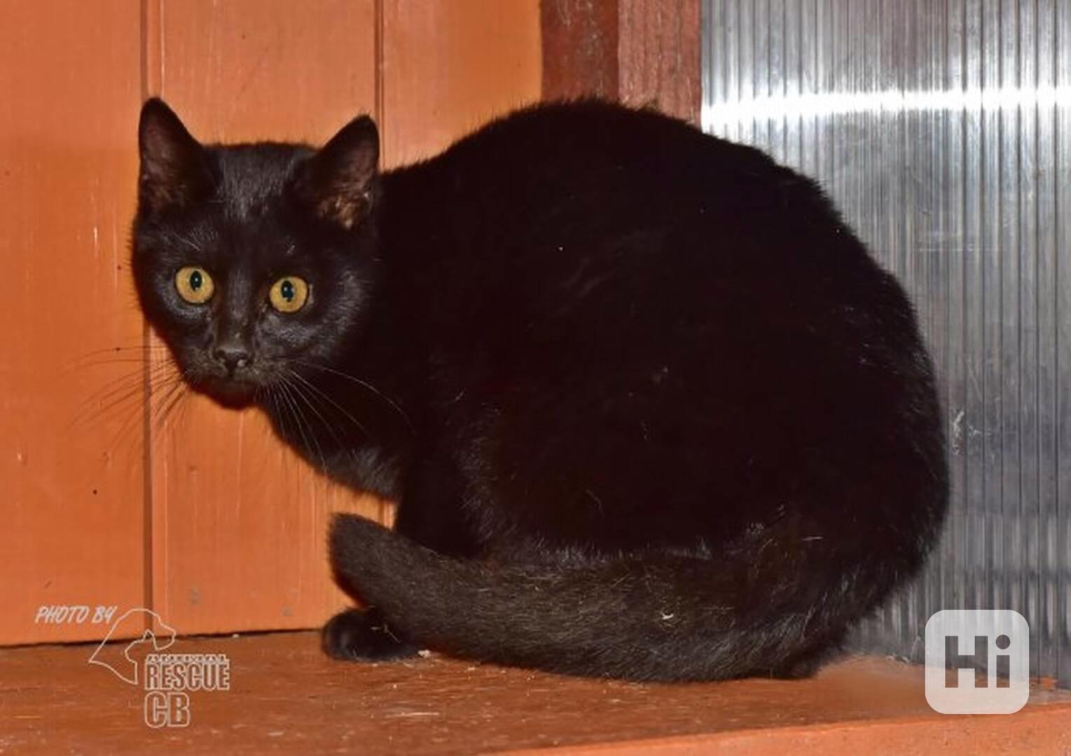 Darujeme myšilovku - foto 1