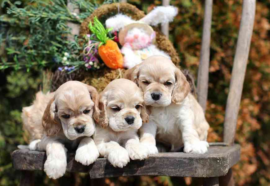 🐾 Štěňata anglického kokršpaněla na prodej 🐾