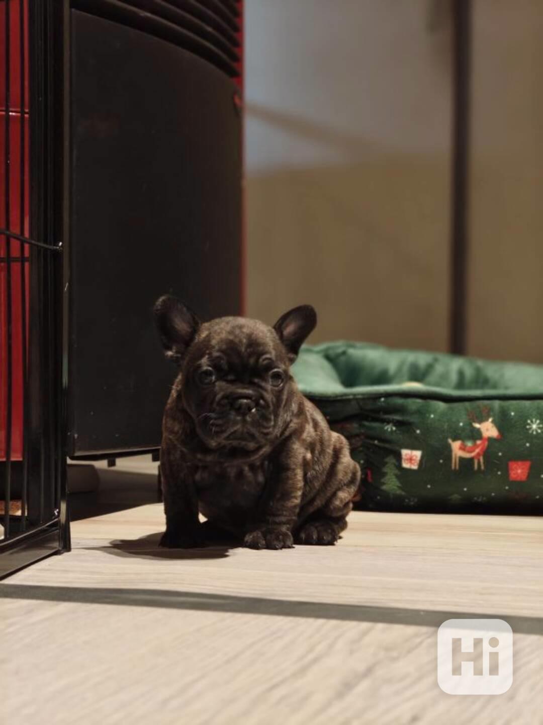 Don můj krásný 2 měsíc starý francouzský buldoček štěně - foto 1