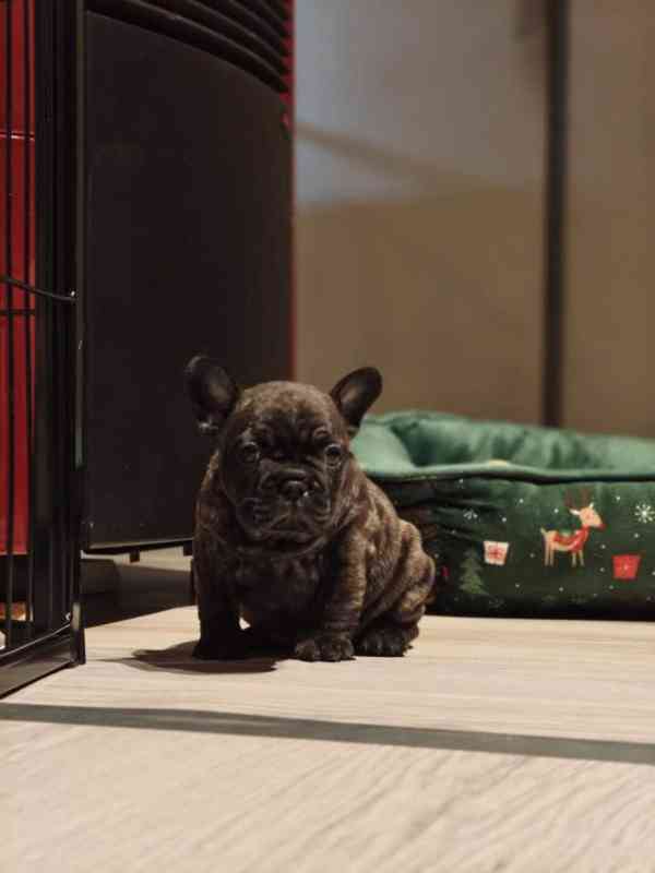 Don můj krásný 2 měsíc starý francouzský buldoček štěně - foto 1