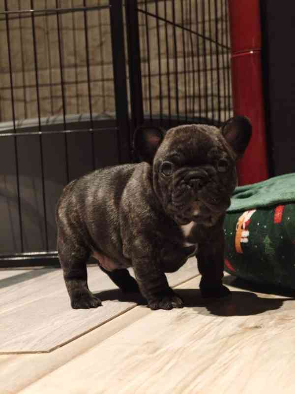 Don můj krásný 2 měsíc starý francouzský buldoček štěně - foto 2