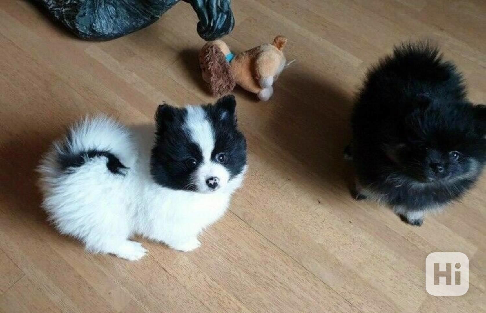 pomeranian štěňata k adopci - foto 1