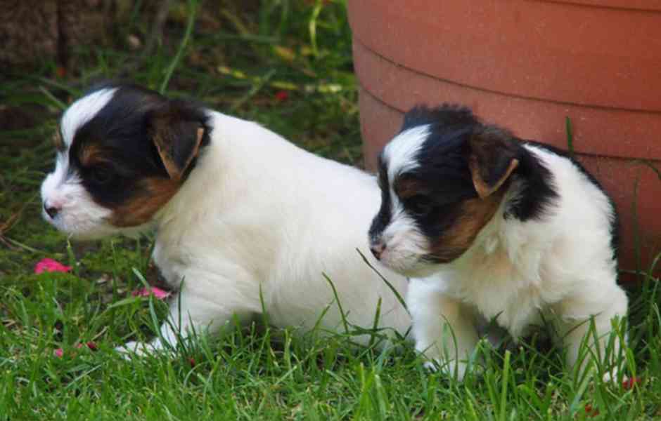 Krásná štěňátka yorkšírského teriéra - foto 3