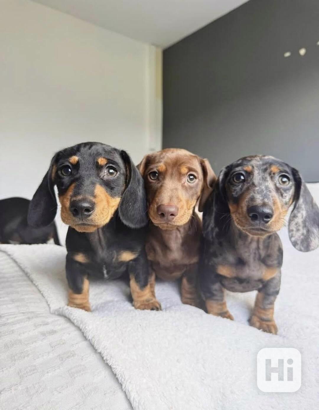 jezevčík hladkosrstý - foto 1