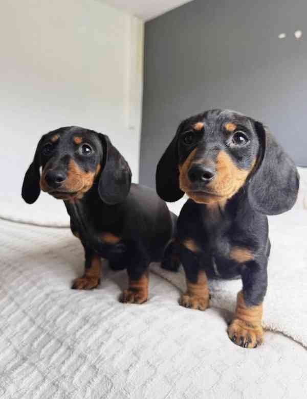 jezevčík hladkosrstý - foto 2