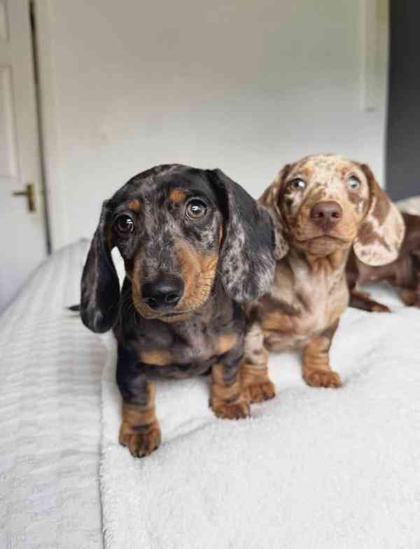 jezevčík hladkosrstý - foto 3