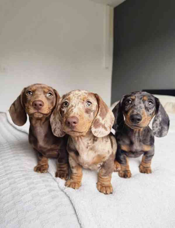 jezevčík hladkosrstý - foto 4