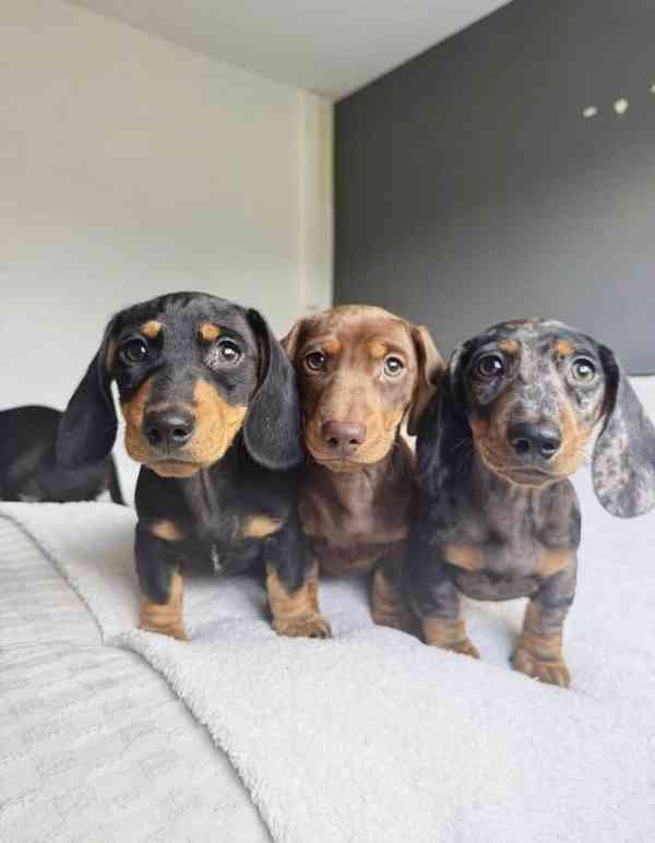 jezevčík hladkosrstý - foto 1